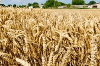 Озимая пшеница СОРРИАЛ Lidea