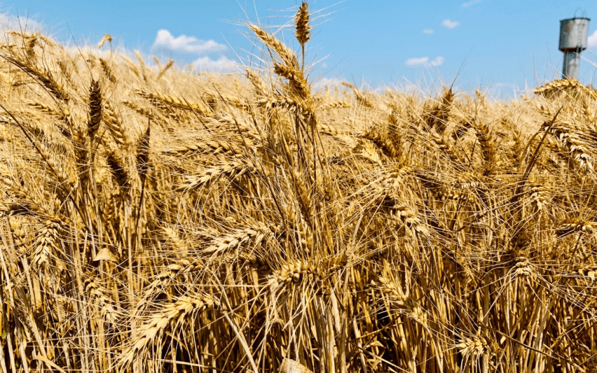 Озимая пшеница СОФРУ Lidea