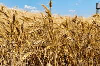 Озимая пшеница СОФРУ Lidea