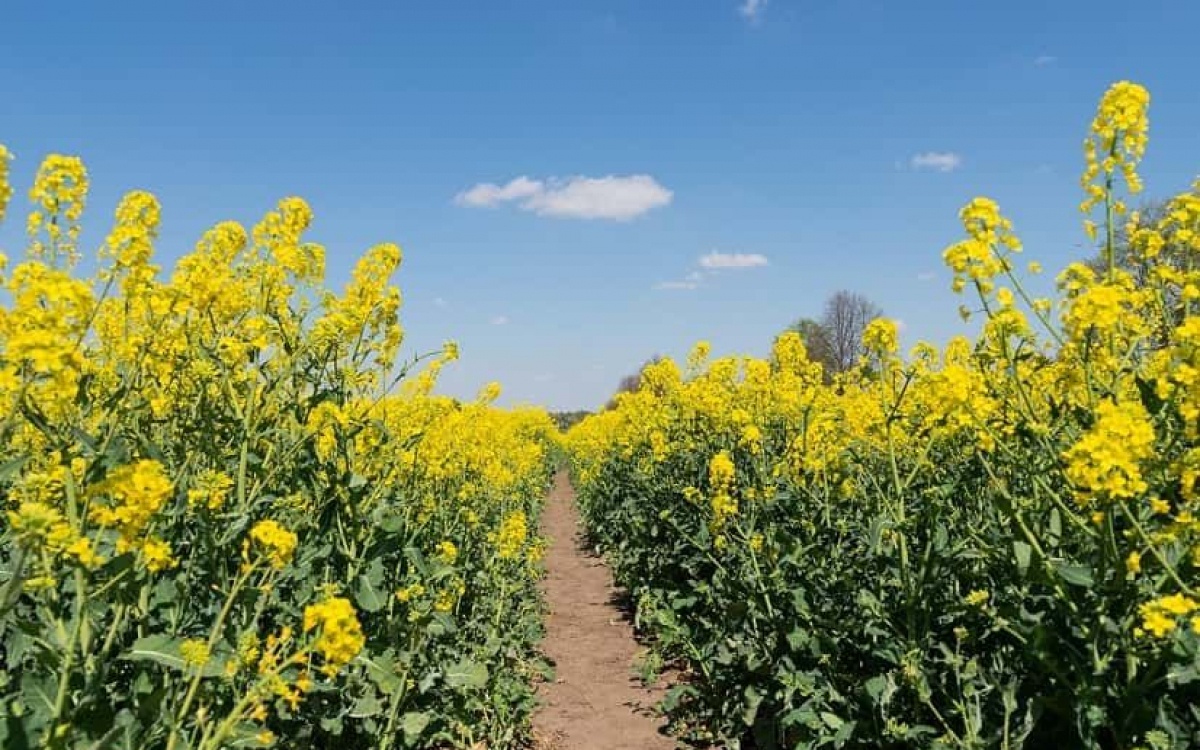 Насіння ріпаку ТАЛЕЛ КЛ Lidea