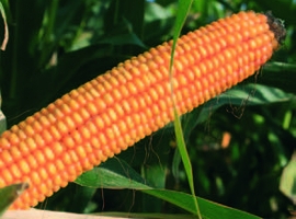 Насіння кукурудзи Lidea ЕС БІТЛ