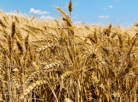 Озима пшениця СОФРУ Lidea