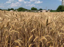 Озима пшениця СОЛІНДО КС Lidea